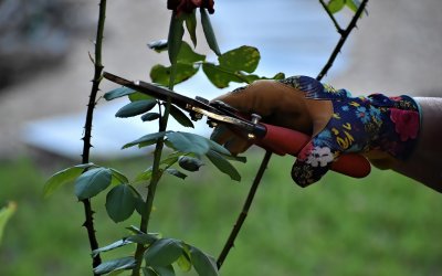 potatura giardino volpi