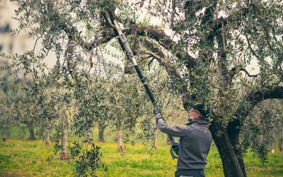 Uomo che effettua potatura ulivi con potatore a catena cordless elettrico con prolunga