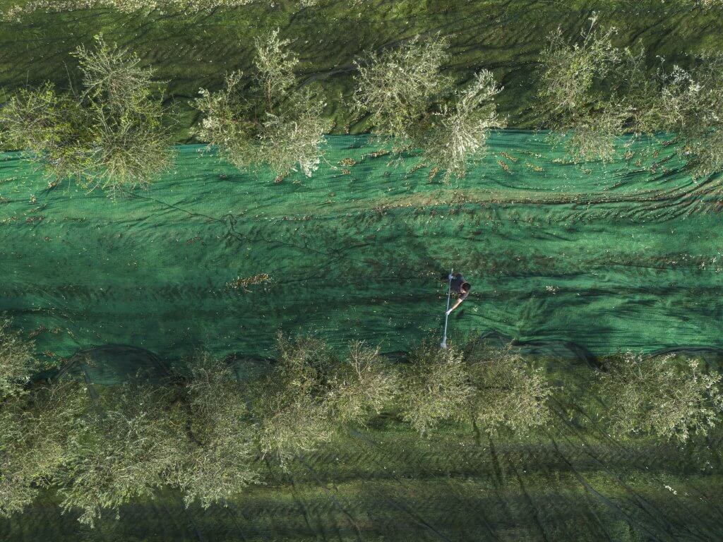 visuale aerea raccolta olive con abbacchiatore 