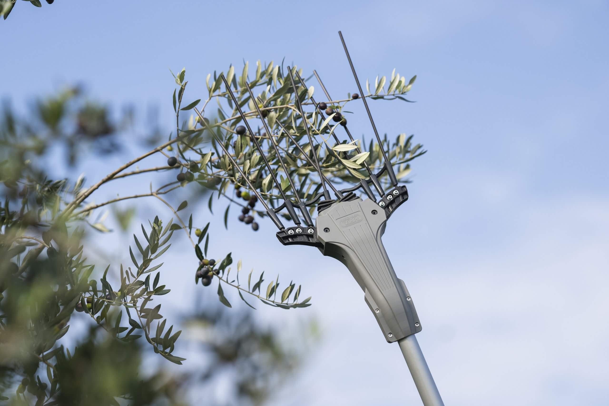 raccolta olive 2025 periodo